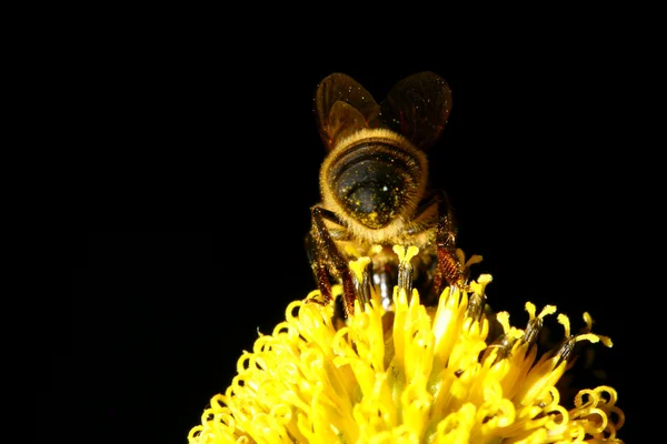 Work bee — Stock Photo, Image