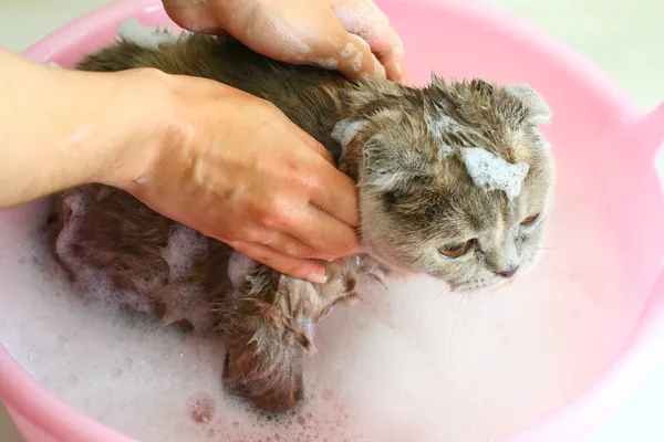 Umyć kota — Zdjęcie stockowe