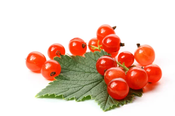 Isolated red currant and leaf — Stock Photo, Image