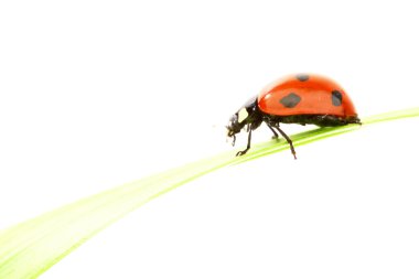 Ladybug on grass clipart