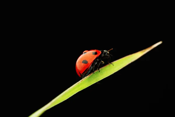 孤立在黑色的瓢虫 — 图库照片