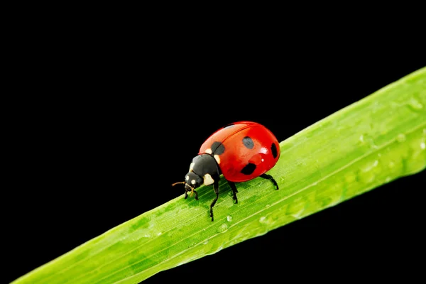 黒に分離されたてんとう虫 — ストック写真