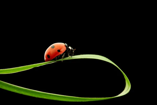 stock image Ladybug isolated on black