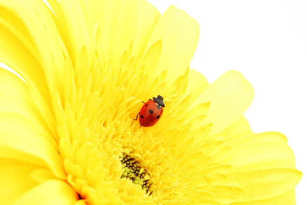 Joaninha na flor amarela — Fotografia de Stock