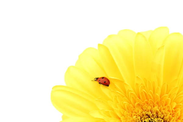 Sarı çiçekte uğur böceği — Stok fotoğraf