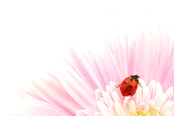 ピンクの花にてんとう虫 — ストック写真