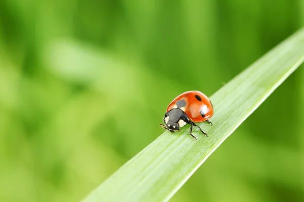 Coccinelle sur l'herbe — Photo