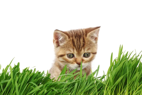 stock image Cat behind grass