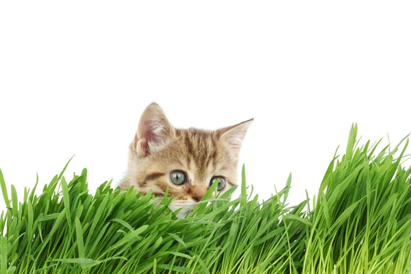 Kočka za trávy — Stock fotografie