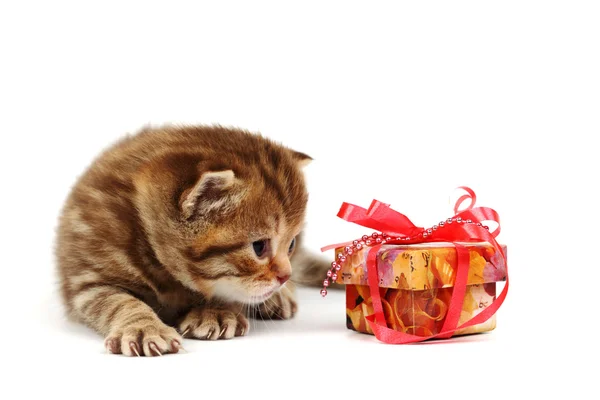 Ізольований кіт і подарунок — стокове фото