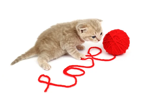 Amor gato — Foto de Stock