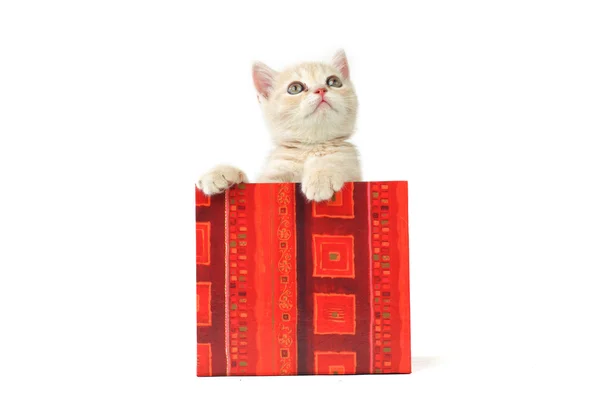 Gato en caja de regalo — Foto de Stock
