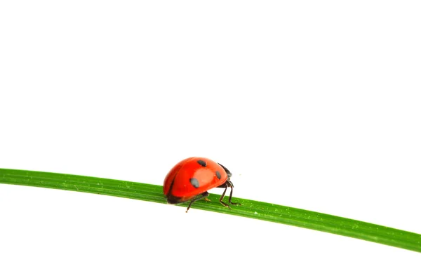 Ladybug on grass — Stock Photo, Image