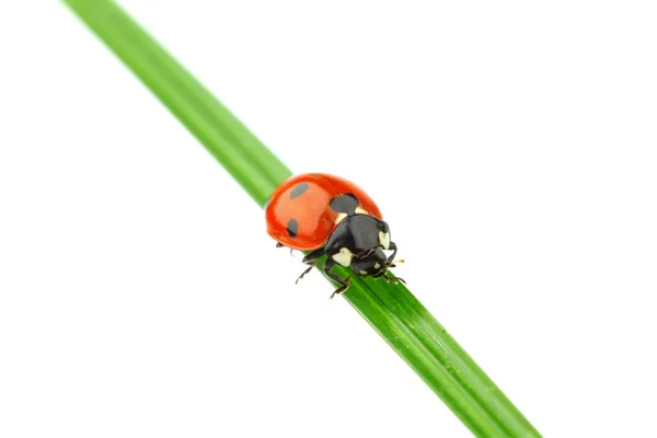 stock image Ladybug on grass