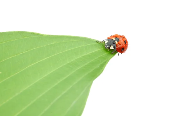 Uğur böceği yaprak üzerinde — Stok fotoğraf