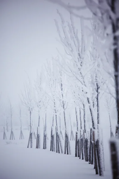 stock image Winter trees