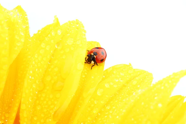 Marienkäfer auf Sonnenblume — Stockfoto
