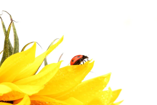 Marienkäfer auf Sonnenblume — Stockfoto