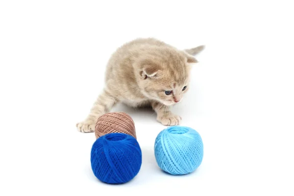Kedi ve mavi yün topu — Stok fotoğraf