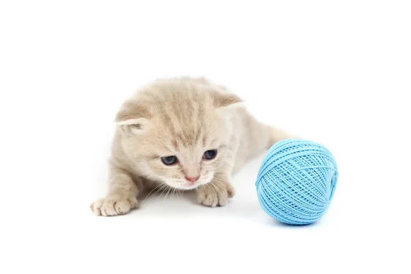 Kucing dan bola wol biru — Stok Foto