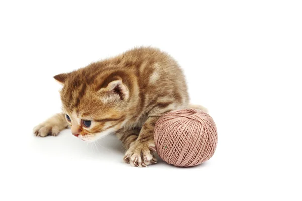 Cat and gray wool ball — Stock Photo, Image