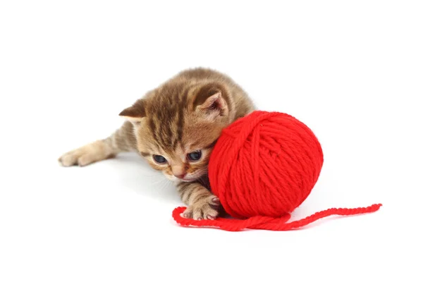 Мяч из кошки и красной шерсти — стоковое фото