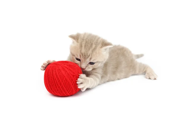 Macska- és vörös gyapjú labda — Stock Fotó