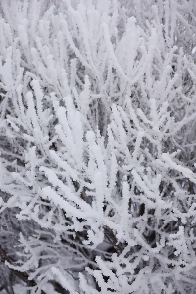 stock image Winter trees