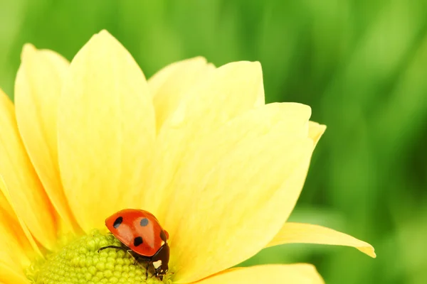 Joaninha na flor amarela — Fotografia de Stock
