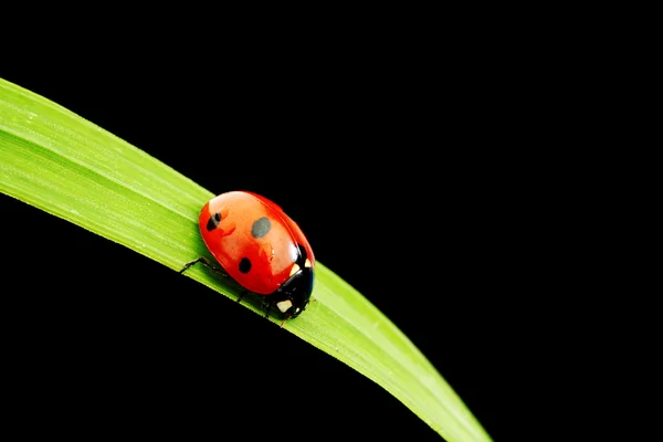 Ladybug isolated on black Royalty Free Stock Images