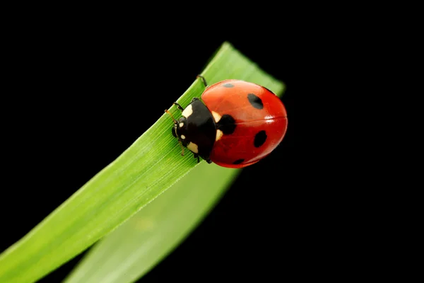Ladybug isolated on black Stock Picture