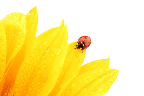 Ladybug on sunflower Stock Photo