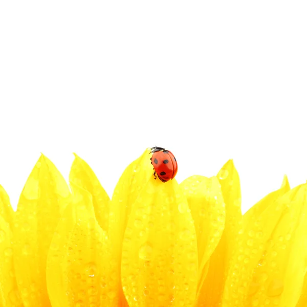 Ladybug on sunflower Stock Photo
