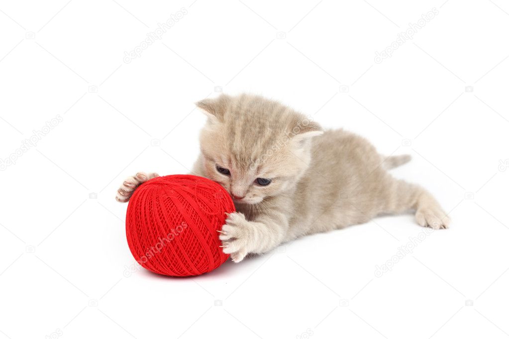 Cat and red wool ball Stock Photo by yellow2j 9253249