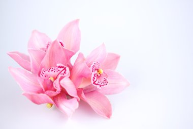 Orchid isolated clipart