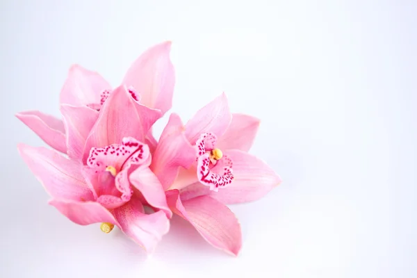 Орхидея изолирована — стоковое фото