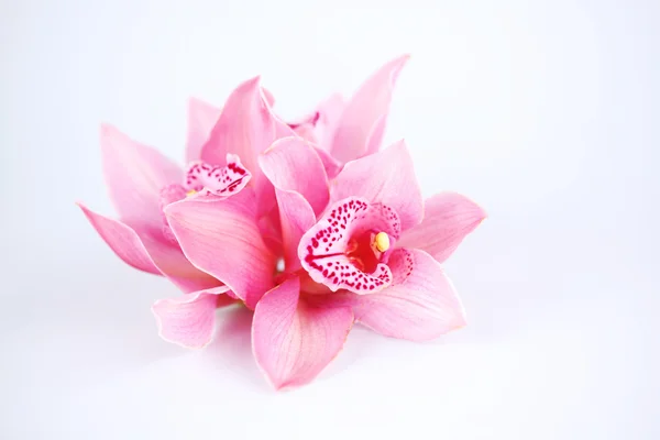 Orquídea aislada —  Fotos de Stock
