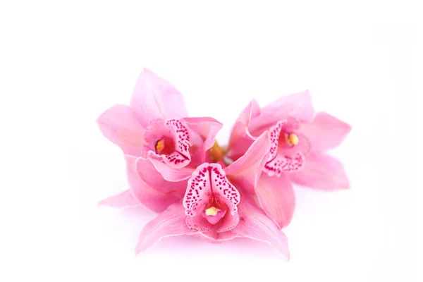 Izole orkide — Stok fotoğraf