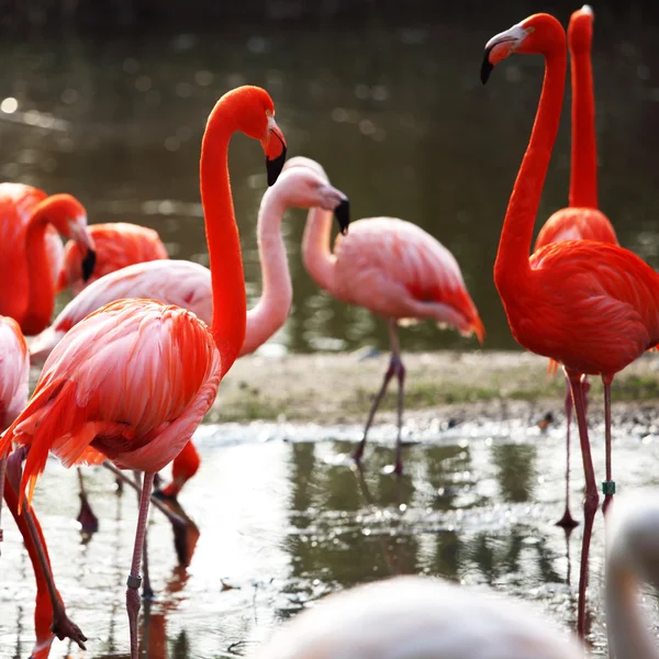 Фламинго — стоковое фото