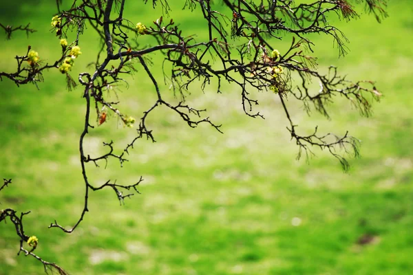 stock image Branches