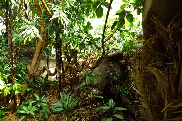 Dżungla Las — Zdjęcie stockowe