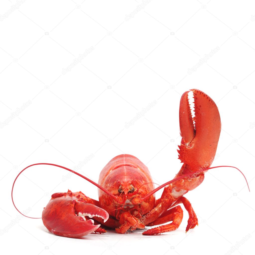 Lobster Stock