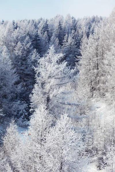 Ormanda kar — Stok fotoğraf