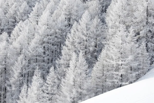 Δάσος στο χιόνι — Φωτογραφία Αρχείου