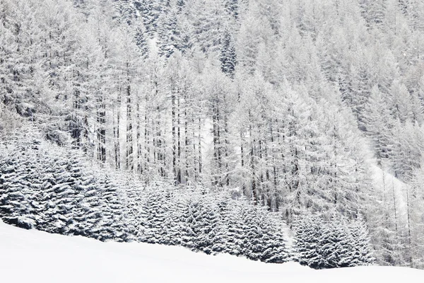 Las w śniegu — Zdjęcie stockowe