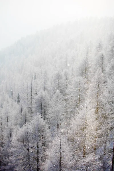 在雪地里的森林 — 图库照片