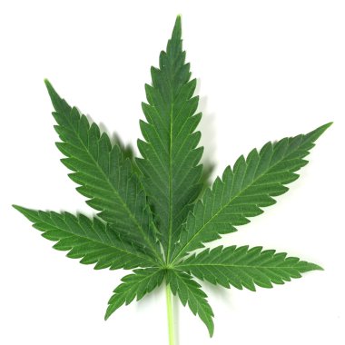 Cannabis clipart