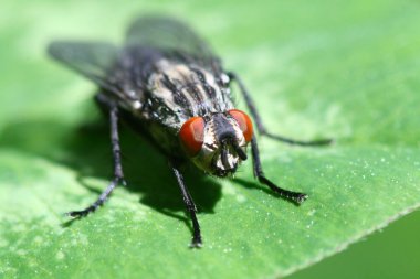 Fly on leaf clipart