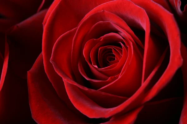 붉은 장미 매크로 — 스톡 사진