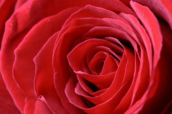 Червоні троянди макросу — стокове фото